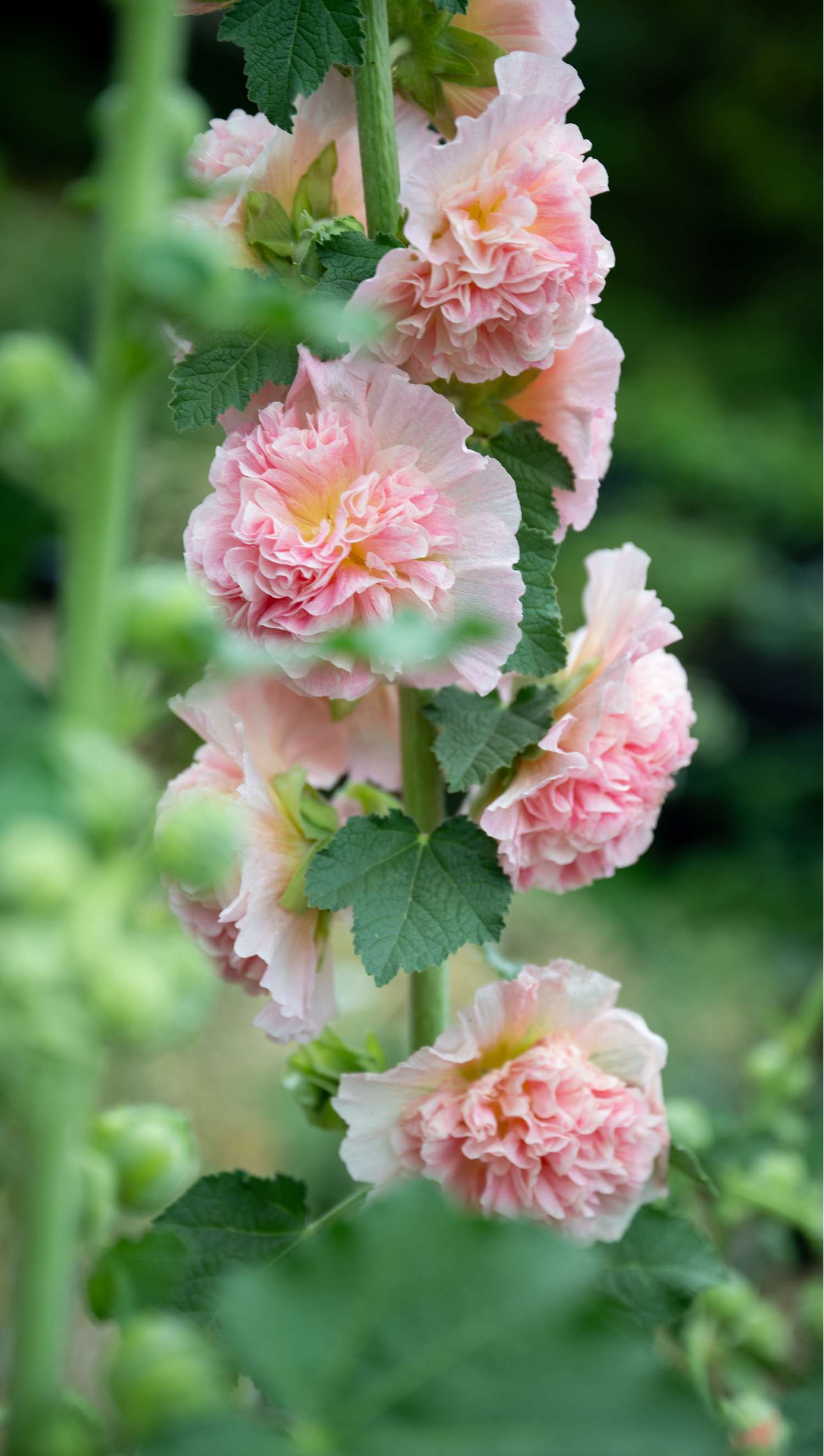 Stockrose ‘Peaches “n” Dreams’